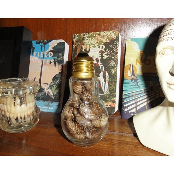 Glass Lightbulb Jar full of 27 Cicada Skins oddity curiosity goth taxidermy - Picture 9 of 16